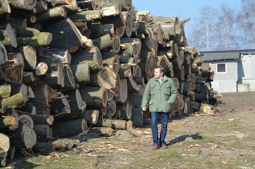 Pod budowę S3 wycięto setki drzew