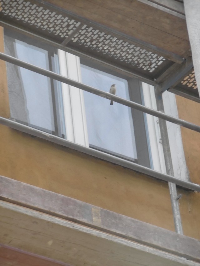 Wróbel zwyczajny i gołąb zostały uwięzione w budynku przy ul. Grunwaldzkiej. Rozpoczęła się tam termomodernizacja obiektu, a ptaki znajdują się za siatką i rusztowaniem.