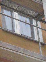 Poznań: Ptaki uwięzione przez rusztowanie w budynku przy ul. Grunwaldzkiej [ZDJĘCIA]