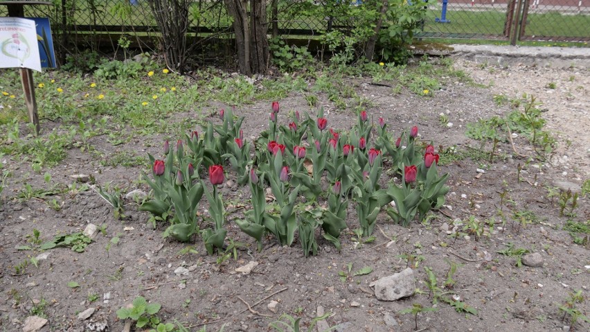 Tulipany Mocy obok Zakładu Zintegrowanej Opieki Medycznej...