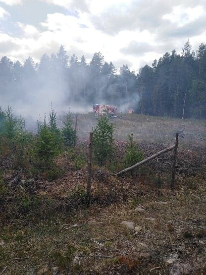 Pożar lasu w Wołowie, przy drodze krajowej numer 42. Były utrudnienia dla kierowców [ZDJĘCIA]