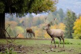 Kiedy jelenie zrzucają poroże i czy można zabrać je z lasu? Leśnicy wyjaśniają, czy są miejsca, w których nie wolno szukać poroża