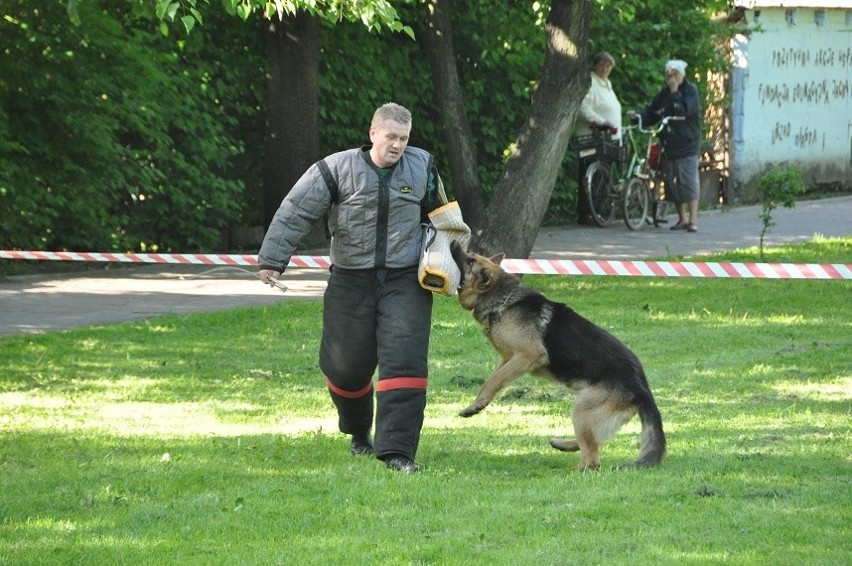 Prezentacja psów tropiących