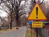 Wycinka drzewa i krzewu bez zezwolenia? Nowe prawo od 1 stycznia 2017 LEGALNA WYCINKA DRZEWA