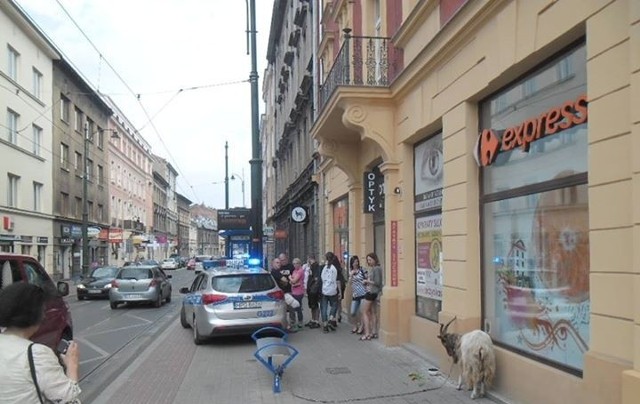 Koza na ulicy Długiej w Krakowie