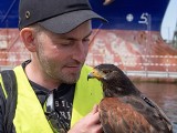 Ptaki drapieżne na straży Portu Gdańsk. Co należy do ich zadań? Między innymi płoszenie gołębi miejskich