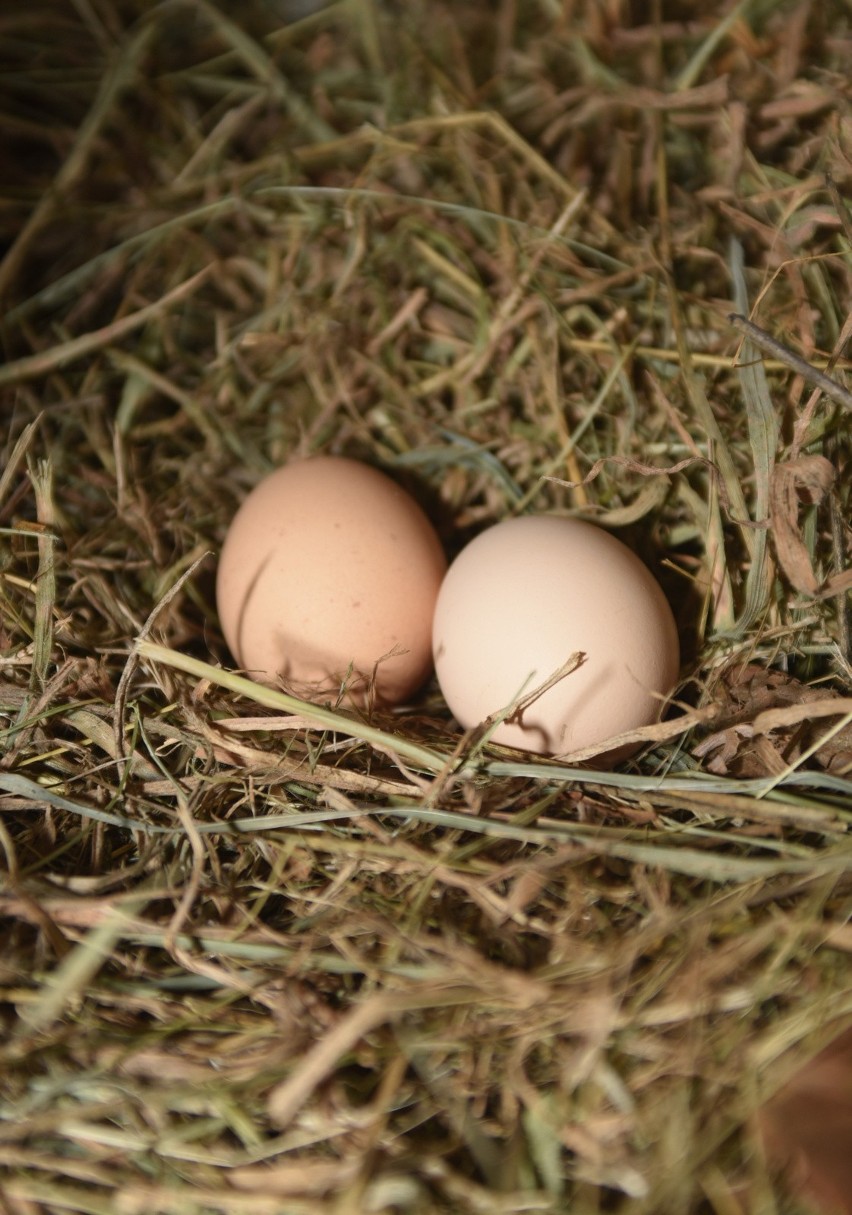 Jajka podnoszą cholesterol, zbyt długo się trawią, obciążają...