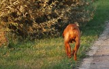 Będą łapać bezdomne zwierzęta na zimę