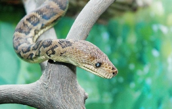 Przeciętnie boa kubański ma 3 metry długości