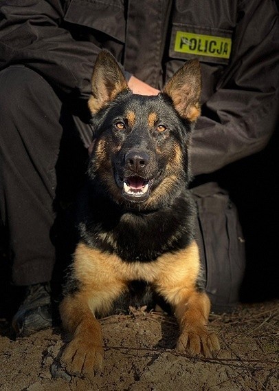 Nowy czworonożny przyjaciel bialskich policjantów. Służbę w policji rozpoczyna pies Polon. Zobacz zdjęcia