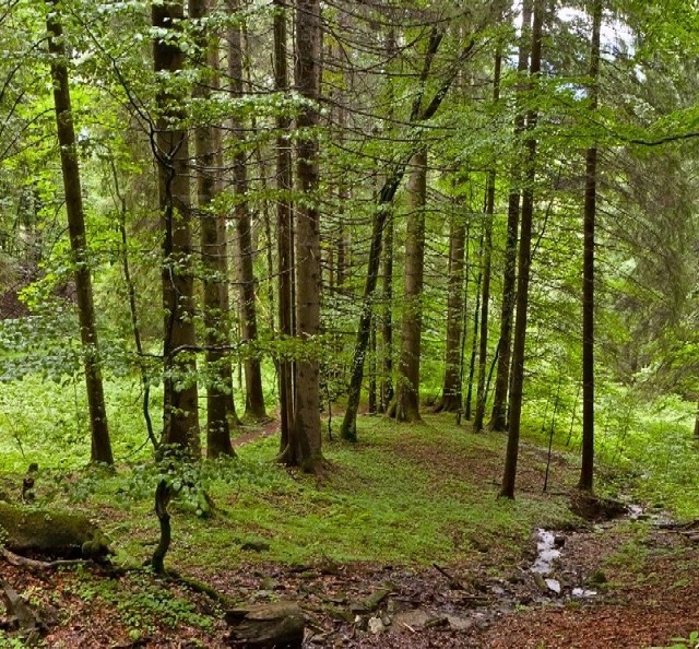 W nadsyłanych projektach powinny znaleźć się elementy kojarzące się z podlaską przyrodą