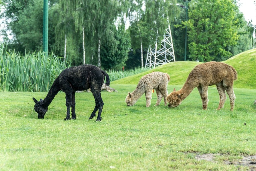 Pabianice. Europejski Park Rzeźby z nowym eksponatem ZDJĘCIA