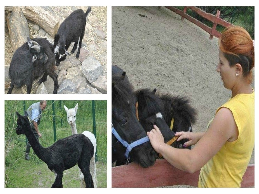 Alpaki są jeszcze nieufne.  We wtorek próbował do nich...