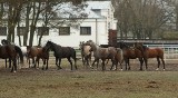 Co wiesz o stadninie koni w Janowie Podlaskim?