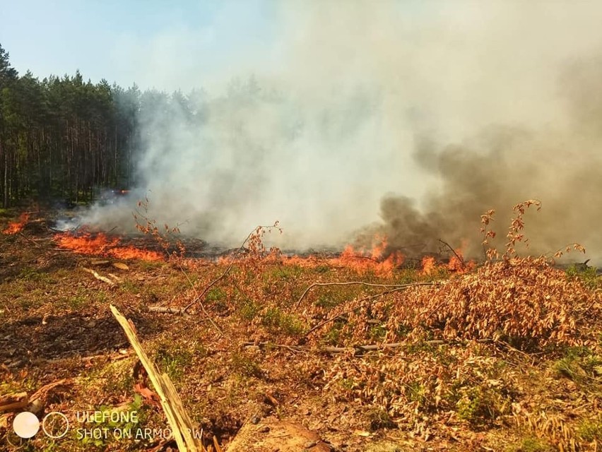 Pożar lasu w gminie Złocieniec. Z ogniem walczyło 13 załóg...