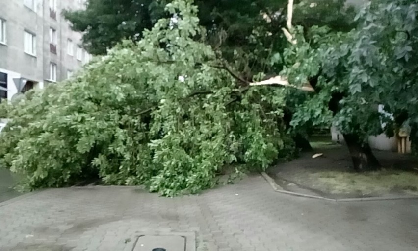 Burza w Łodzi. Nawałnica nad Łodzią. Powalone drzewa, gałęzie na drogach, zalane ulice [ZDJĘCIA]