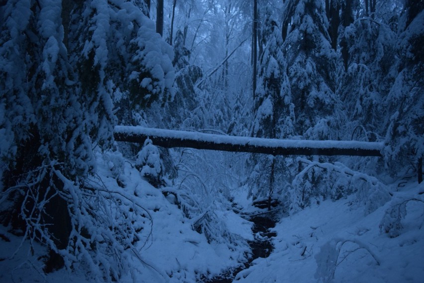 Piękne, zimowe lasy pomiędzy Makową i Arłamowem.