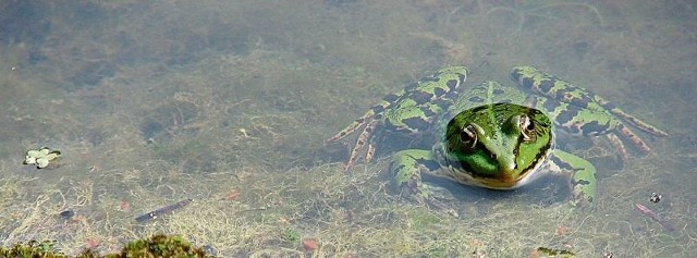 Jedna z mieszkanek  rogowskiego alpinarium.