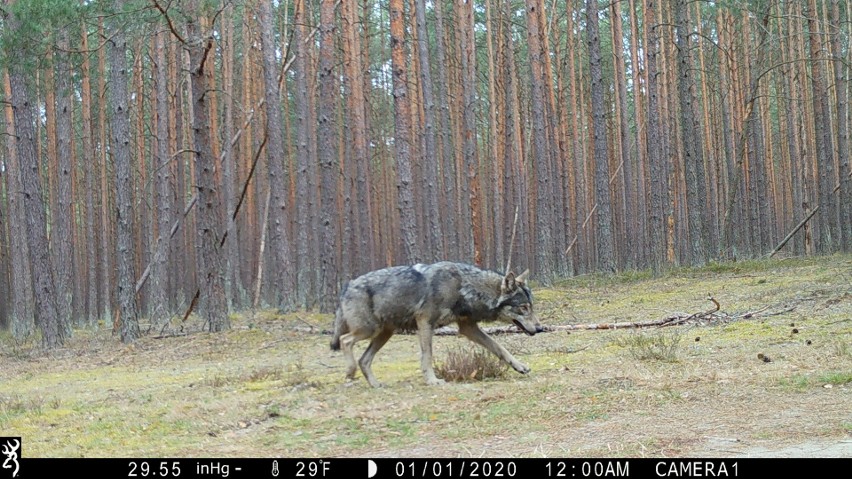 Wilki nagrane na fotopułapce przez Park Narodowy "Bory...