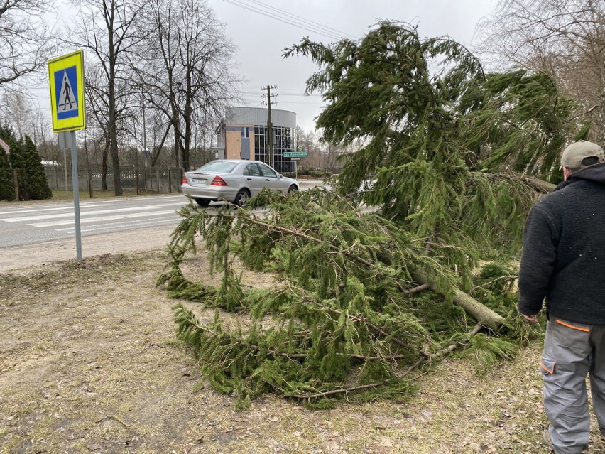 Ostrołęka. Drzewo runęło na drogę krajową nr 53. 19.02.2022. Zdjęcia