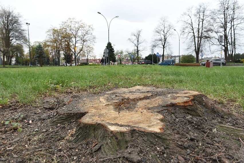 Nowy Sącz. W centrum miasta wycięto 18 drzew. Radny Hojnor: zupełnie niepotrzebnie