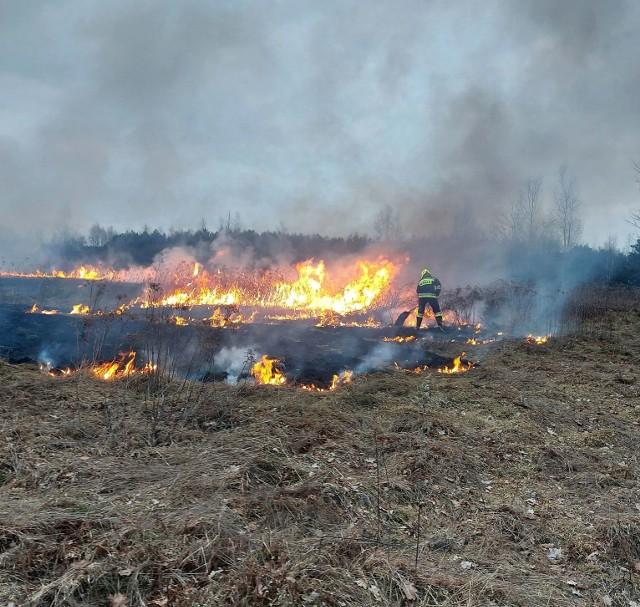 Gaszone płonące suche trawy pomiędzy miejscowościami Kotowa Wola - Kępie Zaleszańskie