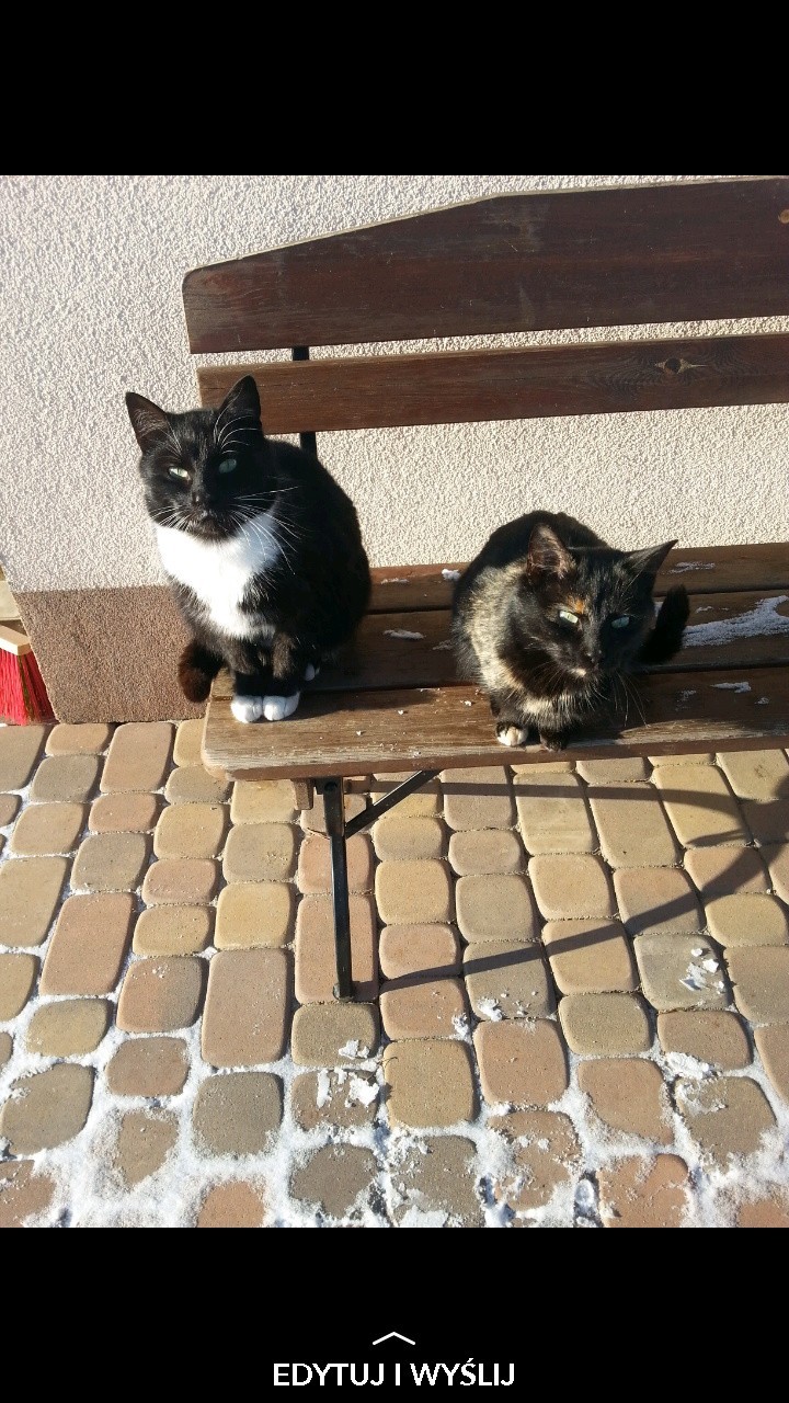Moje dwa cudowne koty Mruczuś i Mała