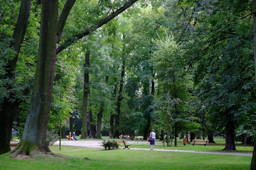Osiem drzew w Parku Chopina w Gliwicach zostanie wyciętych....