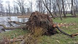 Wichura powala drzewa, zrywa poszycia dachów. Park wokół dworu Byszewskich w Lipinkach zrujnowany
