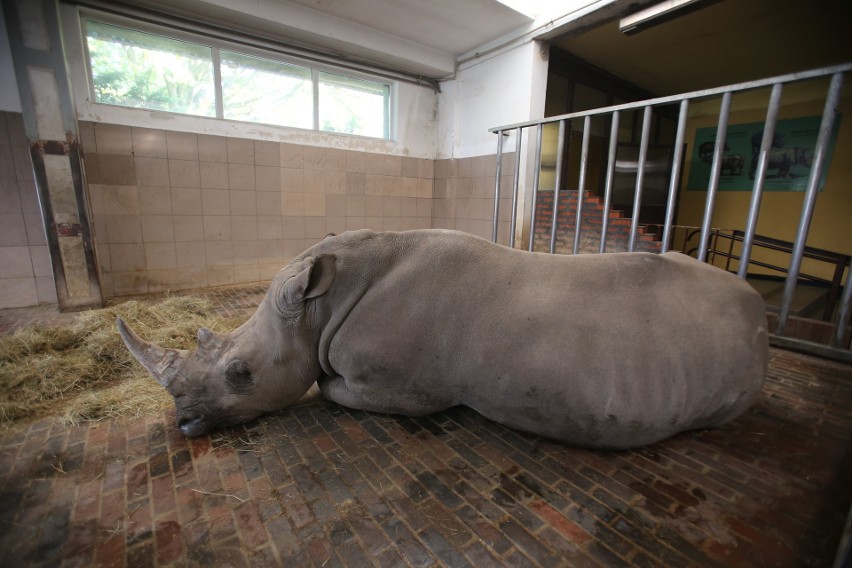 Śląski Ogród Zoologiczny: Ze Szwecji przyjechała samica nosorożca - Nambi ZDJĘCIA