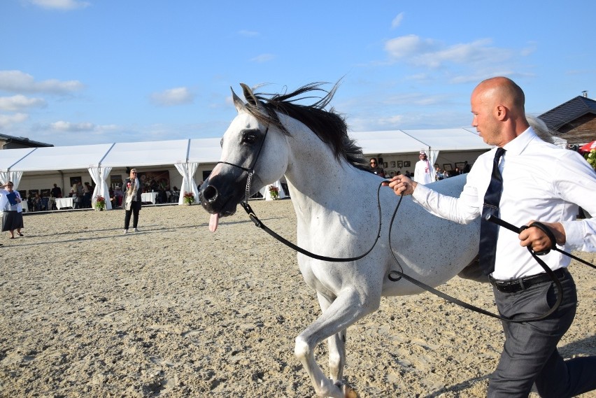 Alfabia Aragon to najpiękniejszy koń pokazów (kategoria...