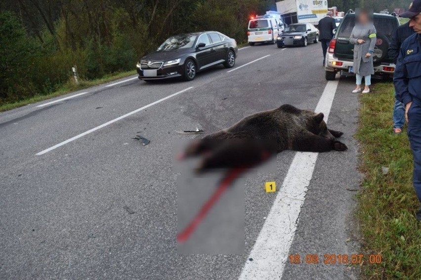 Słowacja. Tragiczny wypadek z udziałem niedźwiedzia