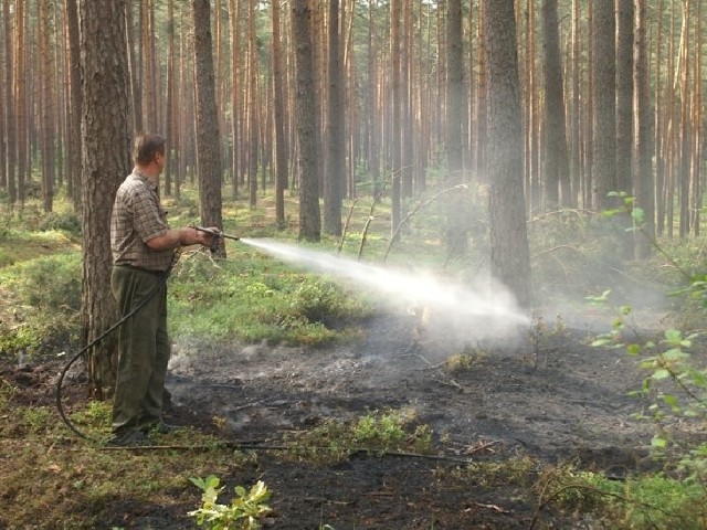 Leśniczy gasi płonącą ściółkę, która zapaliła się po zaprószeniu ognia przez turystów.