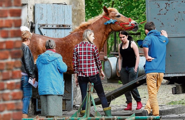 Koń został przewieziony do stajni na Podklasztorzu w Sulejowie