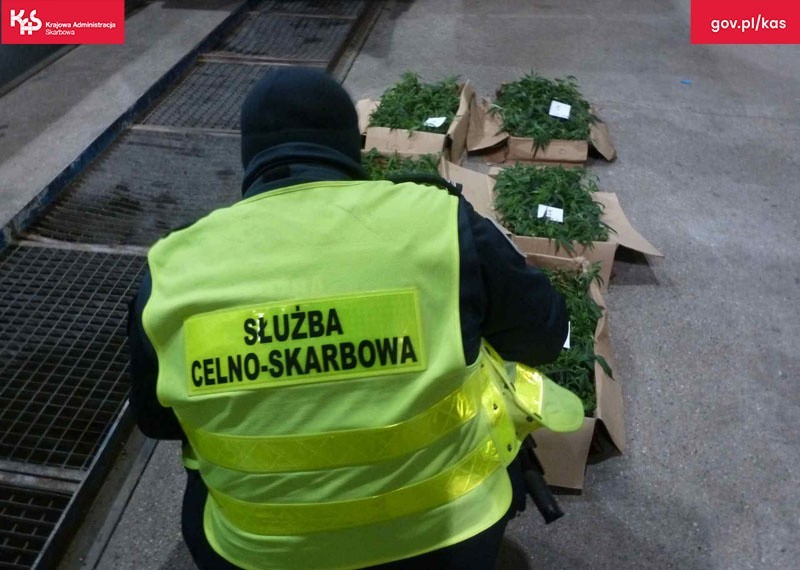 450 sadzonek konopi i tabletki extasy w mercedesie, zatrzymanym w Świecku. Kierowca jechał do Polski z Holandii