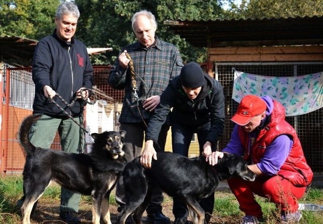 Kuba Sienkiewicz wraz z kolegami z Elektrycznych Gitar i psiakami: Joszko i Saszka