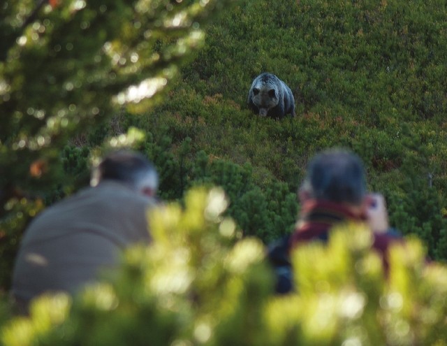 Tatrzański Park Narodowy zaczyna akcję obserwacji niedźwiedzi za pomocą obroży telemetrycznych