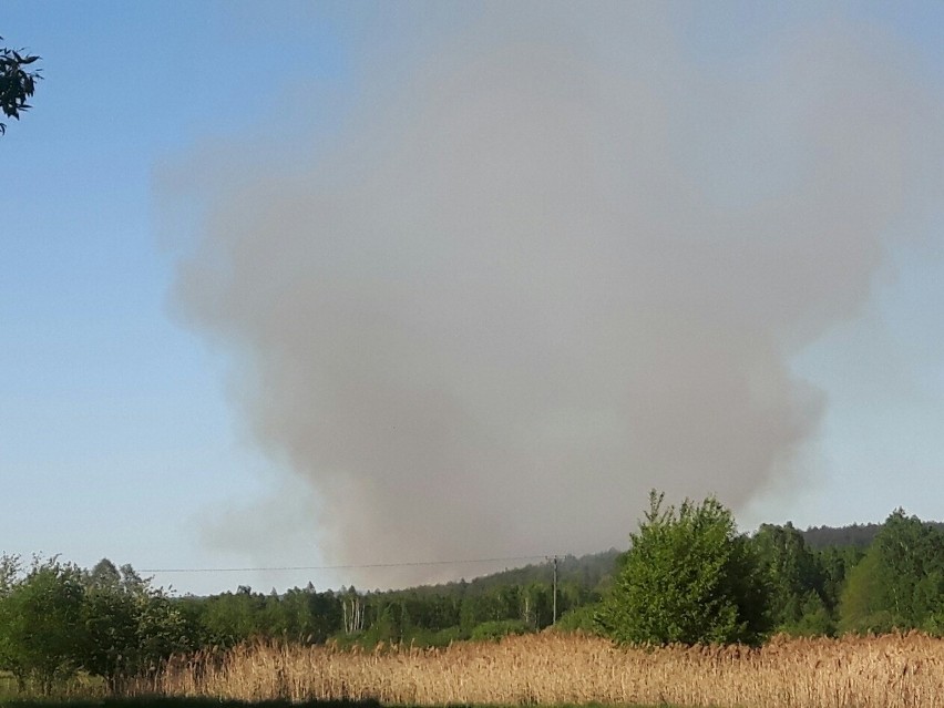 Ciosowa, gmina Miedziana Góra. Płonął las, dym było widać z kilku kilometrów