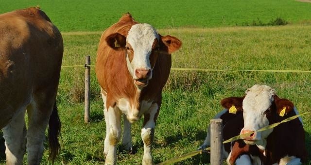 Premia dla młodych rolników 2017. Ostatni dzień składania wniosków!