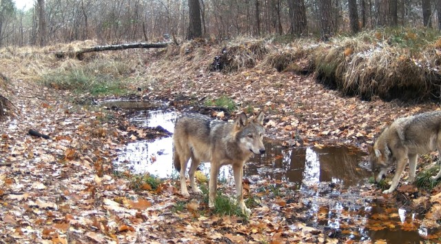Stado wilków w lesie pod Częstochową urządziło sobie wegetariańską ucztę