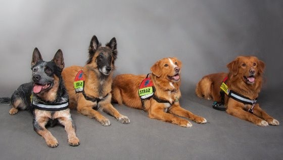OSP JRS we Wrocławiu ratuje życie z pomocą psów ratowniczych