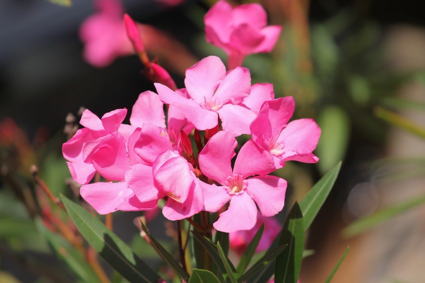 Oleander...