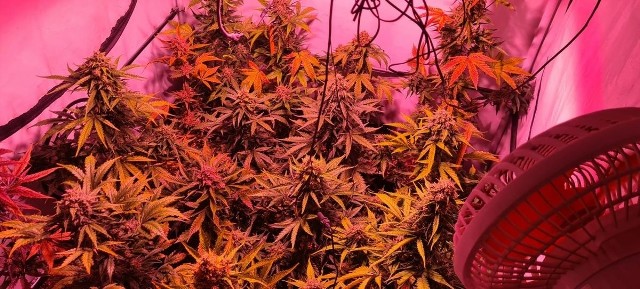 Oprócz sadzonek konopi policjanci też znaleźli w mieszkaniu 40-latka w Grudziądzu susz roślinny - marihuanę