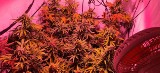 Plantacja marihuany w mieszkaniu u 40-latka w Grudziądzu! Wkroczyli policjanci. To koniec uprawy!