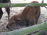 W koszalińskiej wiosce indiańskiej urodził się bizon [film]
