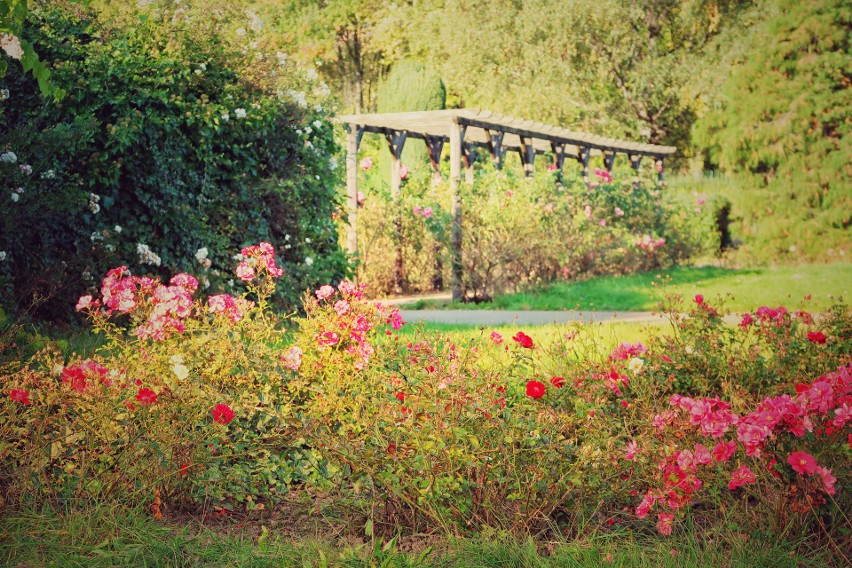 Rosarium w Parku Śląskim wygląda teraz bardzo efektownie....