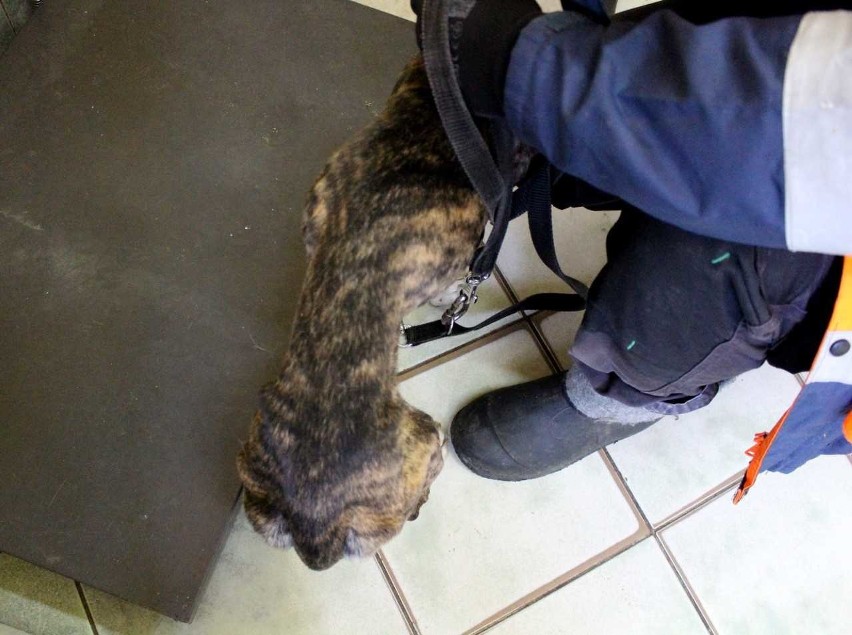 Pies policjant odnalazł wychudzoną i osłabioną suczkę, gdy wraz ze swoim przewodnikiem szukał zaginionej osoby
