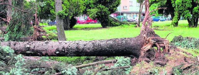Orkan szalał w Kazimierzy Wielkiej - gigantyczna wichura wyrwała z korzeniami srebrzyste świerki rosnące przed budynkiem szpitala.