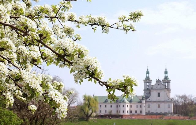 1.04.19 krakow bulwary wislane wiosenny spacer wsrod zonkili n/z: fot. aneta zurek / polska pressgazeta krakowska