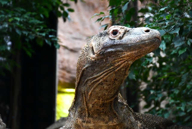 Nowy mieszkaniec Starego Zoo w Poznaniu zostanie zaprezentowany w niedzielę.